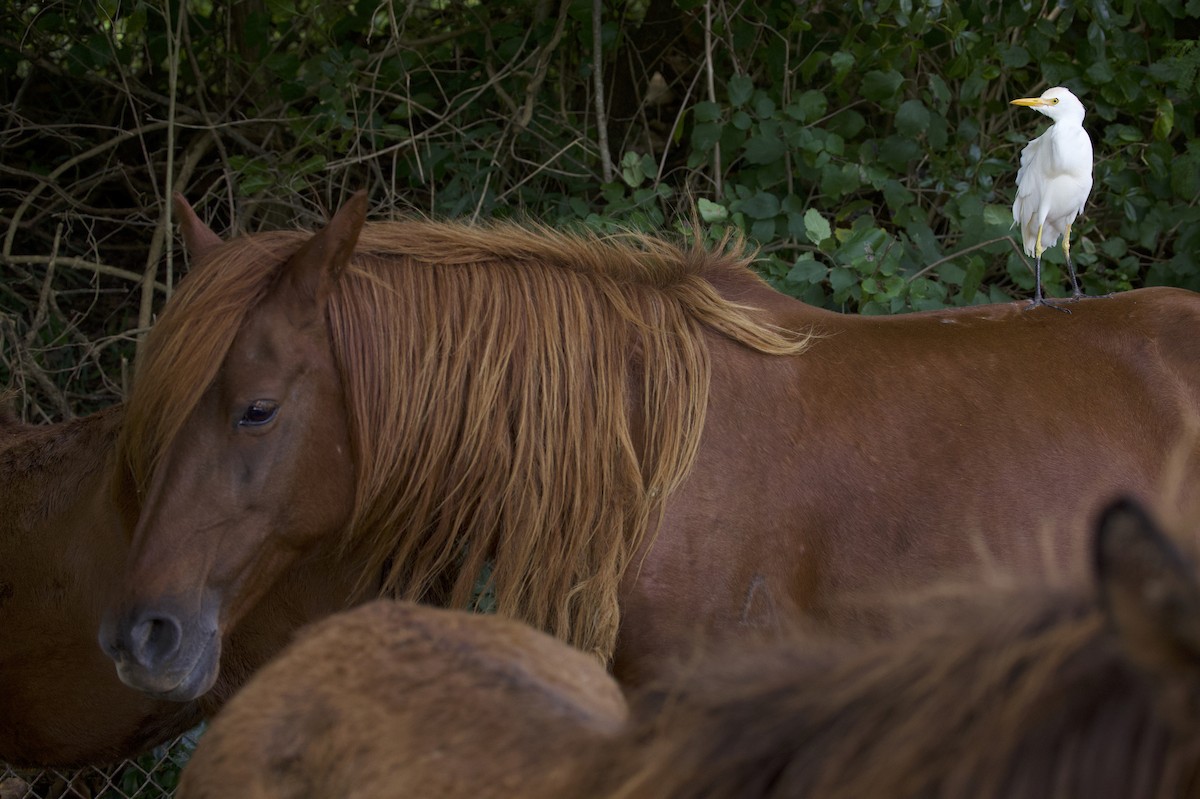 kuhegre - ML647280827