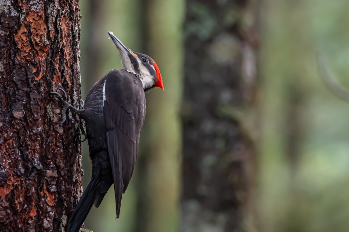 hvitbrynsvartspett - ML647280829