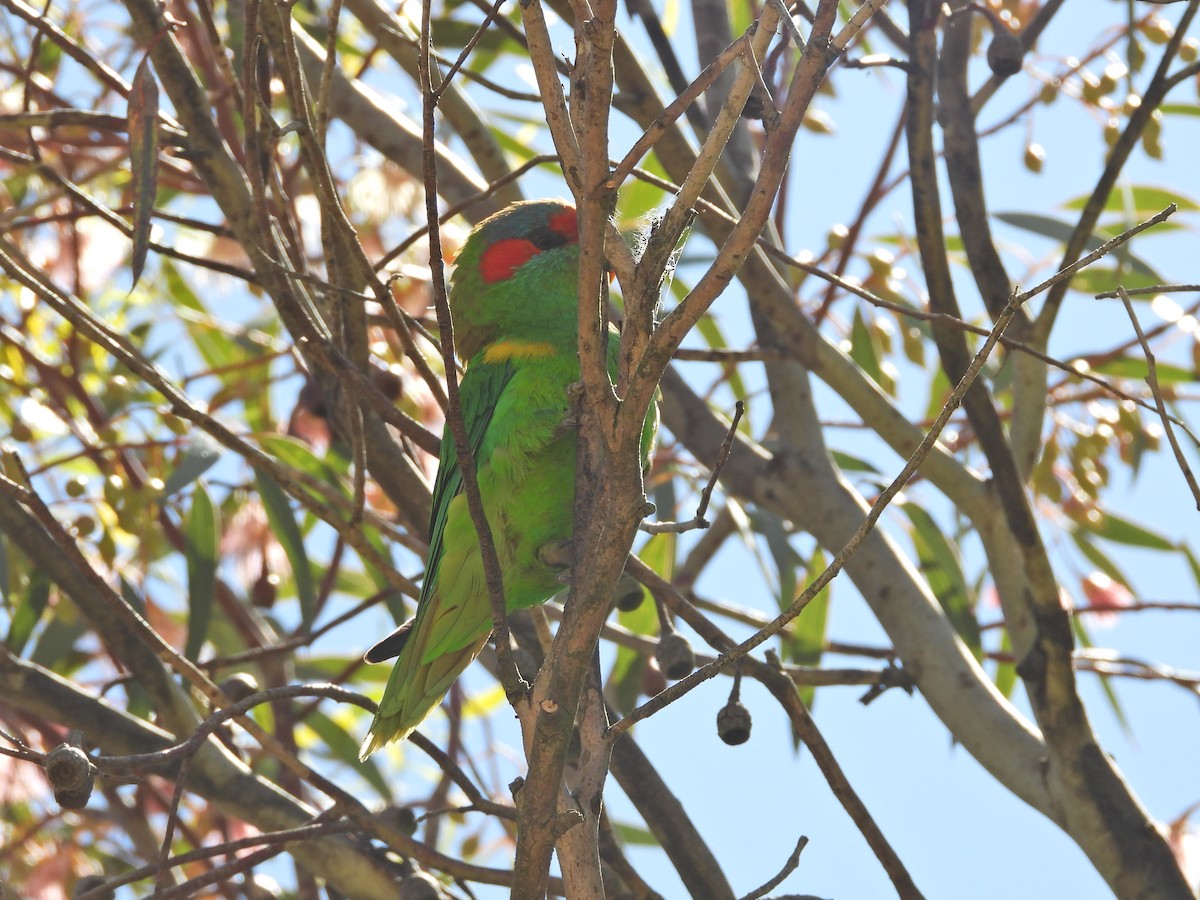 moskuslori - ML647280833