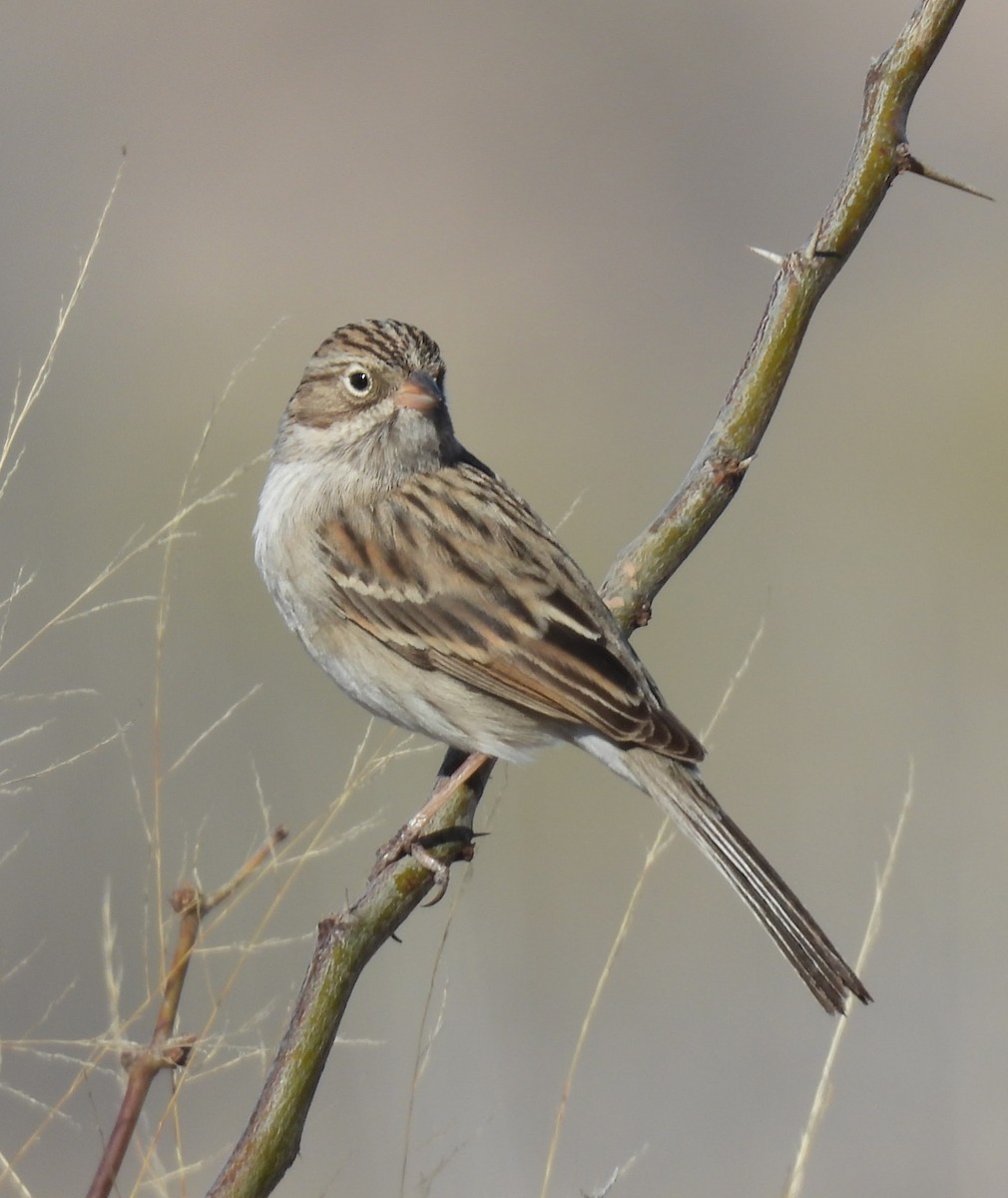 shoshonespurv - ML647280834