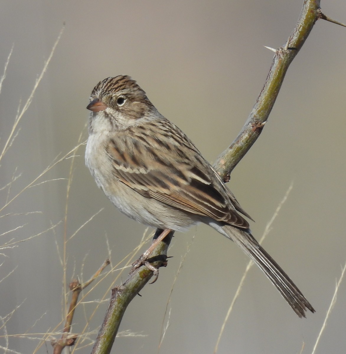 shoshonespurv - ML647280835