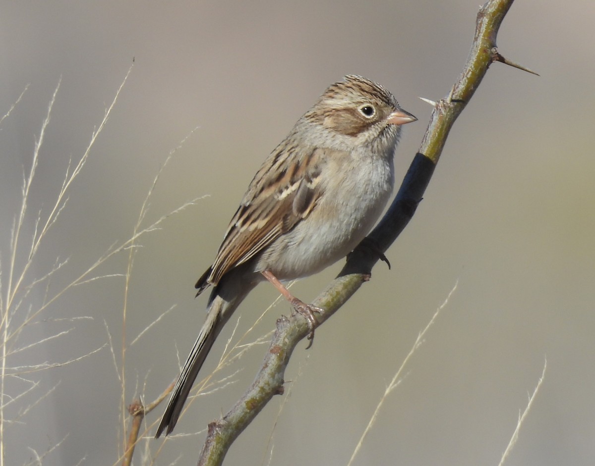 shoshonespurv - ML647280836