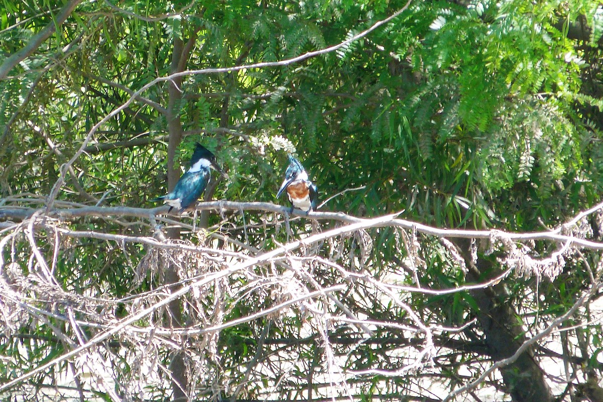 amazonisfugl - ML647280838