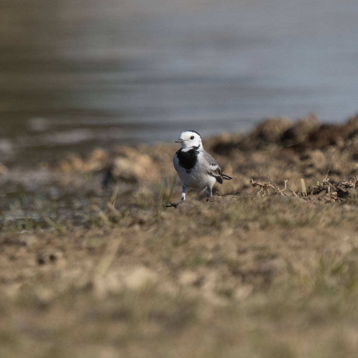 linerle - ML647280840