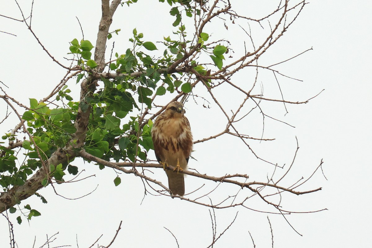 amurvåk - ML647280843