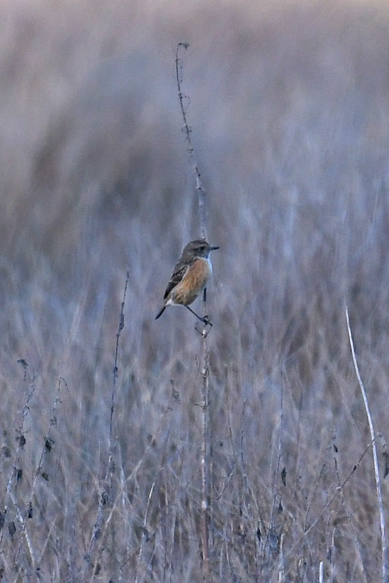 svartstrupe - ML647280845