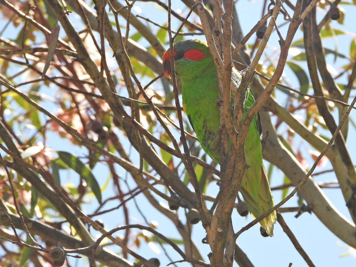 moskuslori - ML647280847