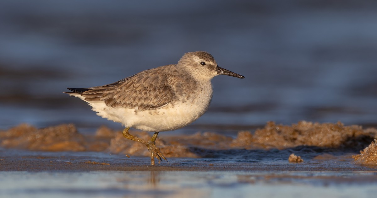 polarsnipe - ML647280848