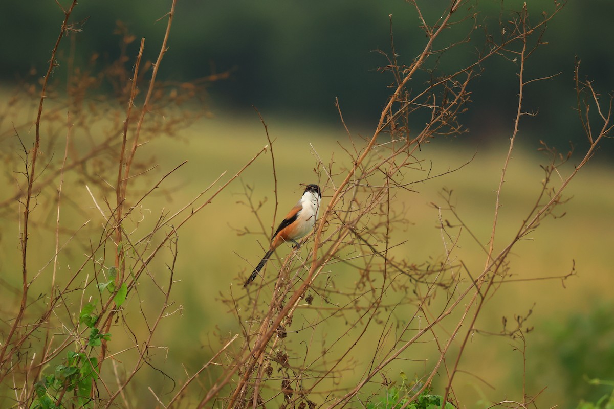 rustvarsler (schach) - ML647280849