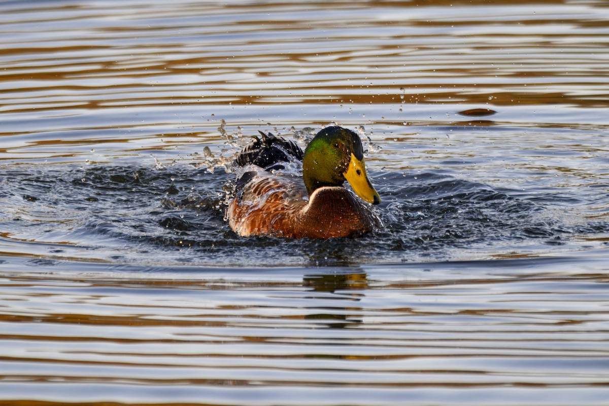 stokkand (domestisert) - ML647280850