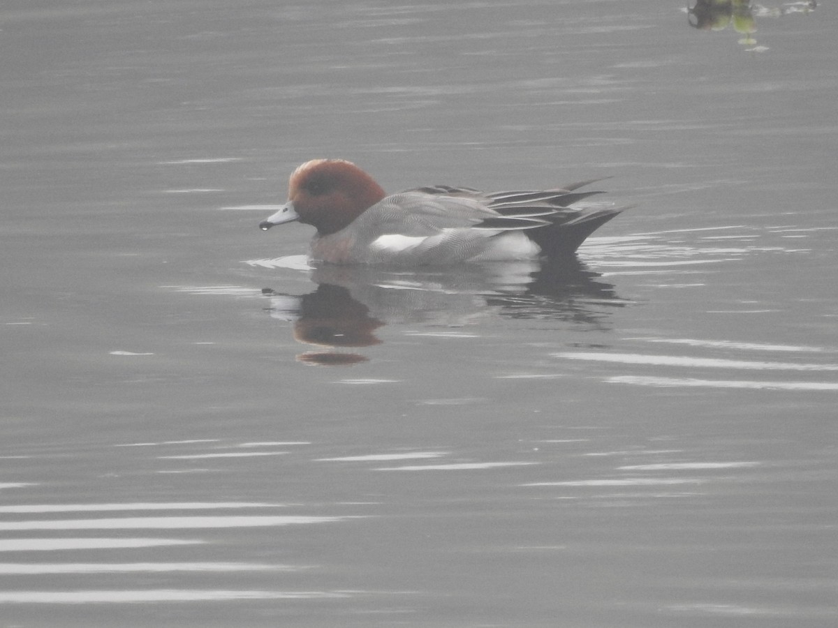 brunnakke - ML647280851