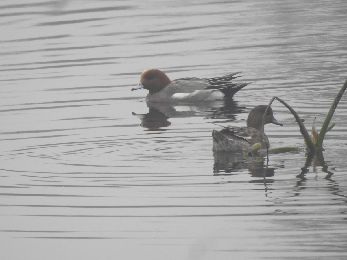 brunnakke - ML647280852