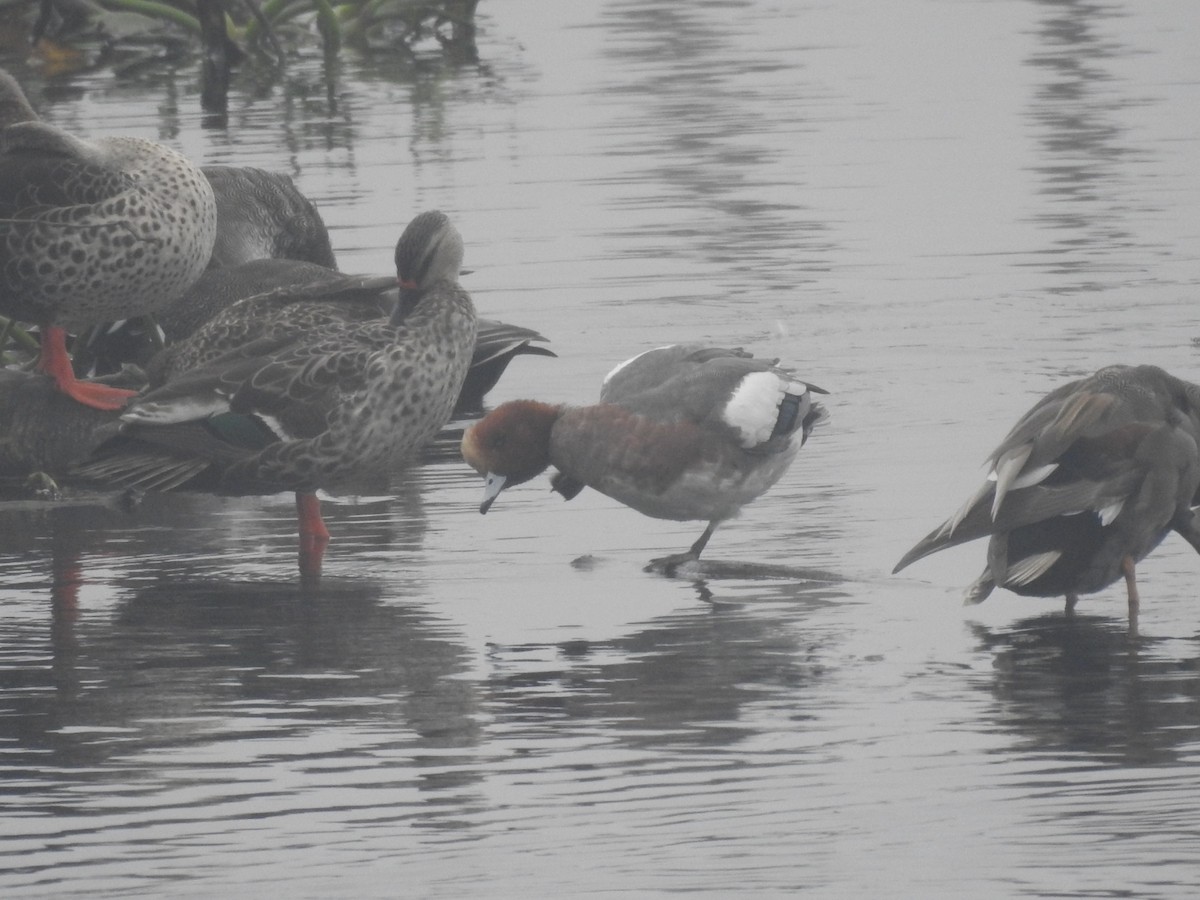 brunnakke - ML647280853