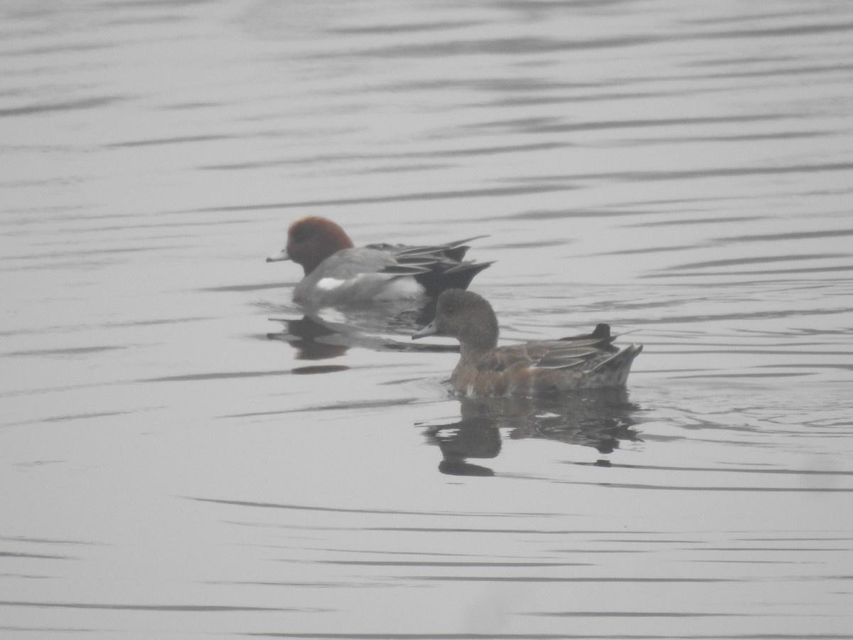 brunnakke - ML647280854