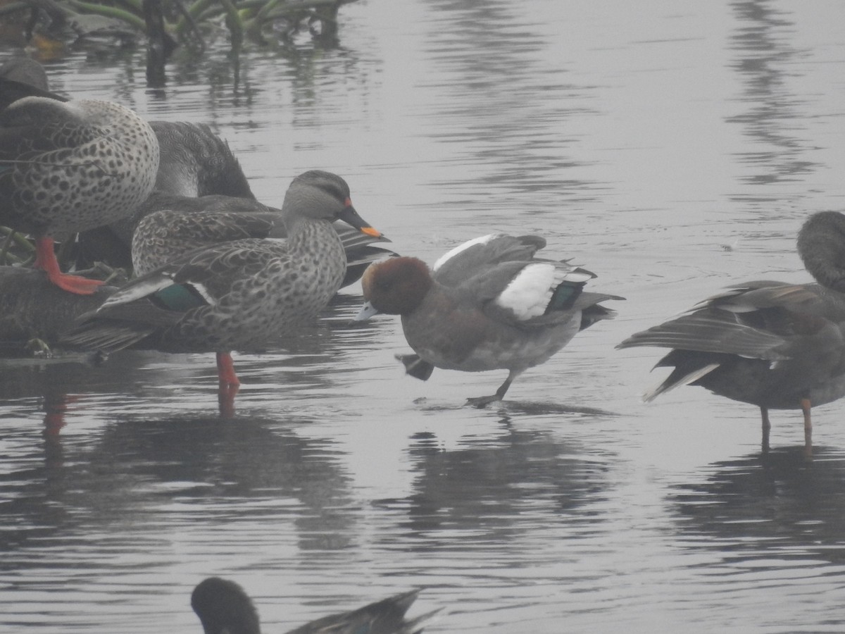 brunnakke - ML647280855