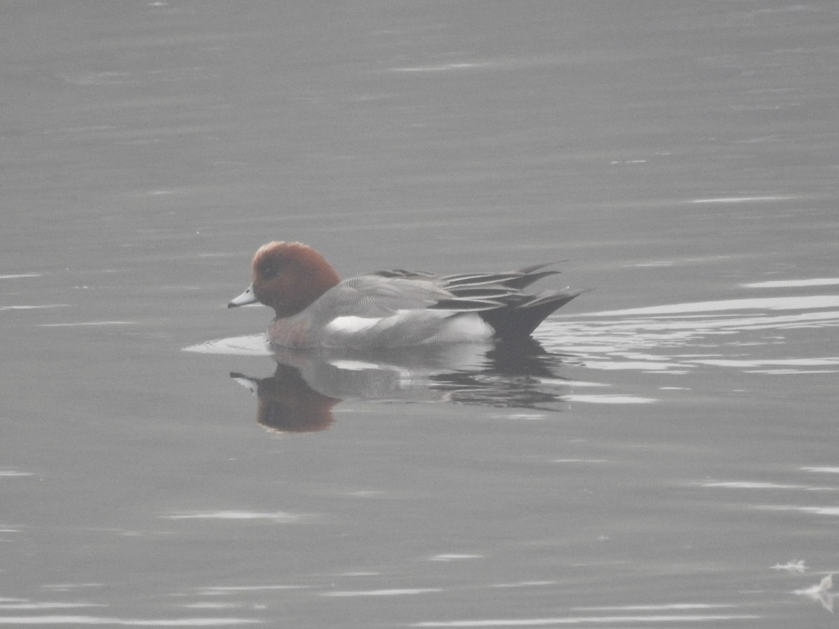 brunnakke - ML647280856