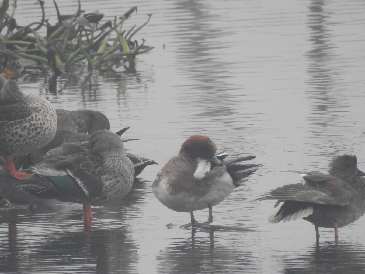 brunnakke - ML647280858