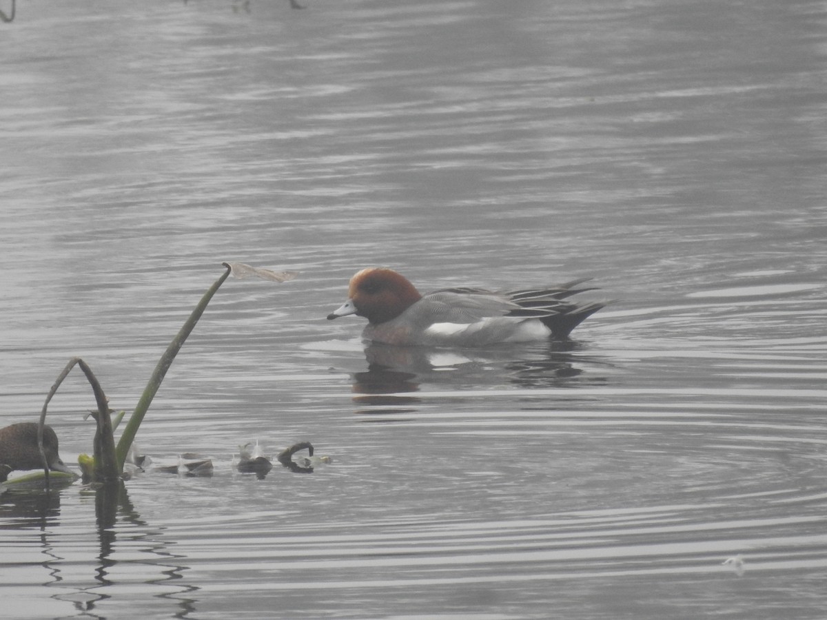 brunnakke - ML647280859