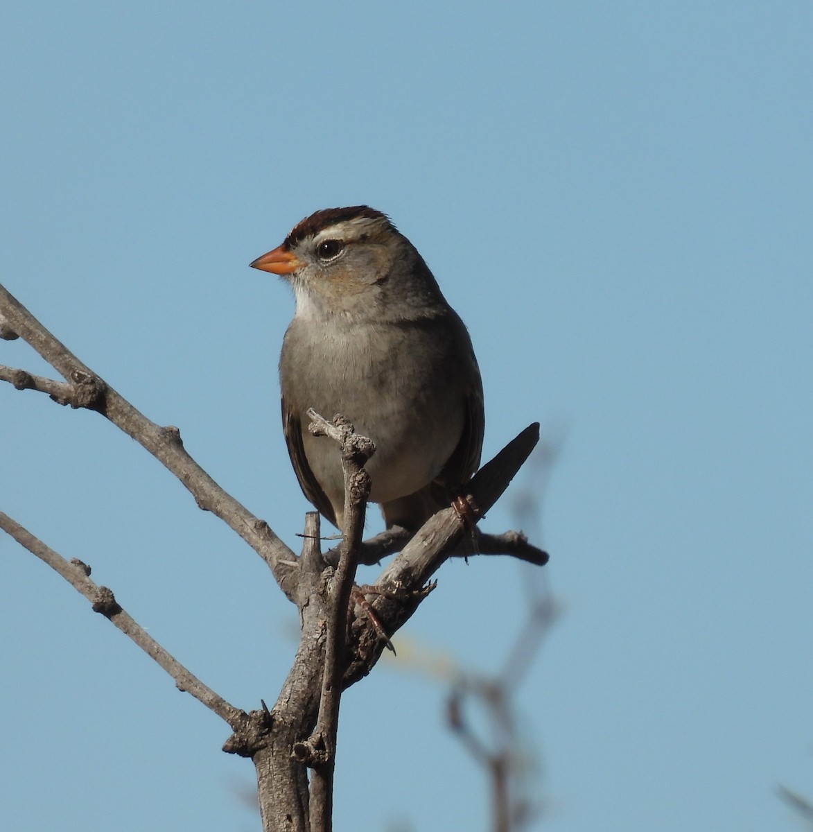 hvitkronespurv - ML647280863