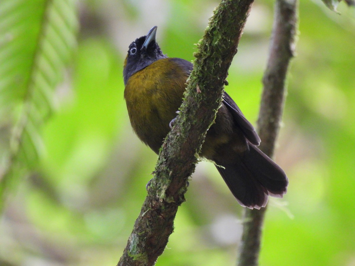 Dusky-faced Tanager - ML647280864
