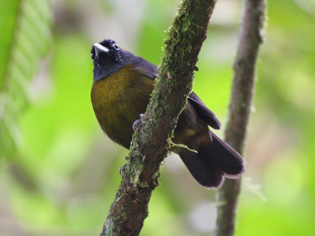 Dusky-faced Tanager - ML647280865