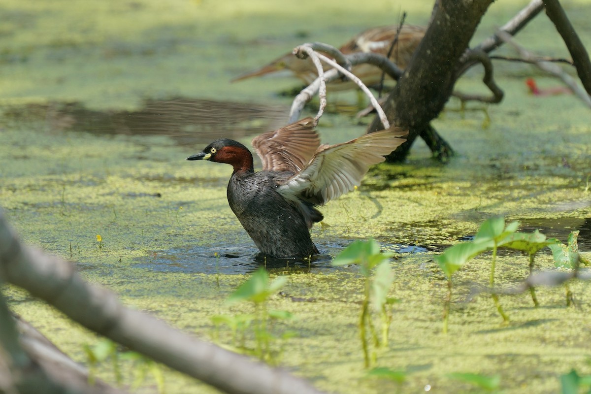 dvergdykker - ML647280876