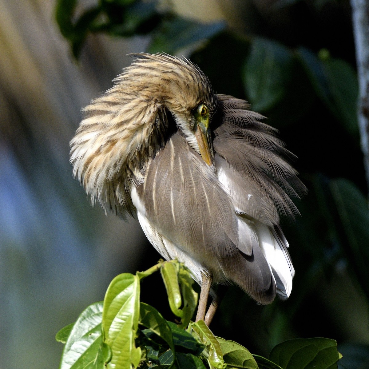 Indian Pond-Heron - ML647280890