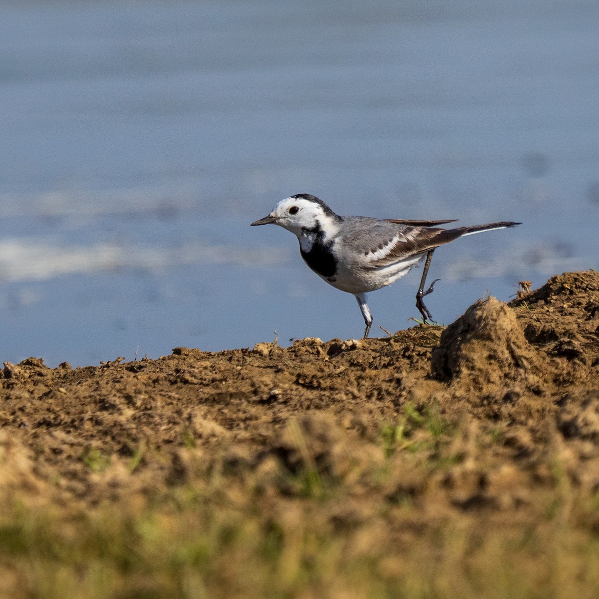 Хөх цэгцгий - ML647280892