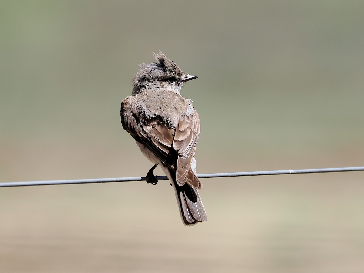 lejsčík šedohnědý - ML647280894