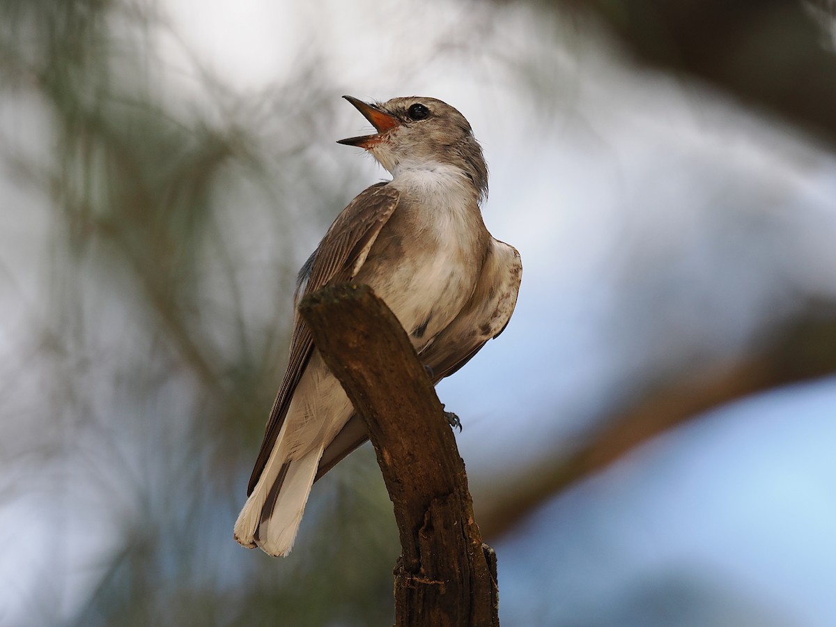 lejsčík šedohnědý - ML647280895