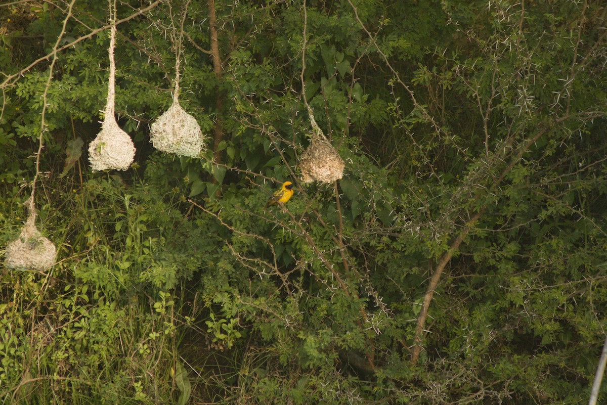 snovač zahradní - ML647280915