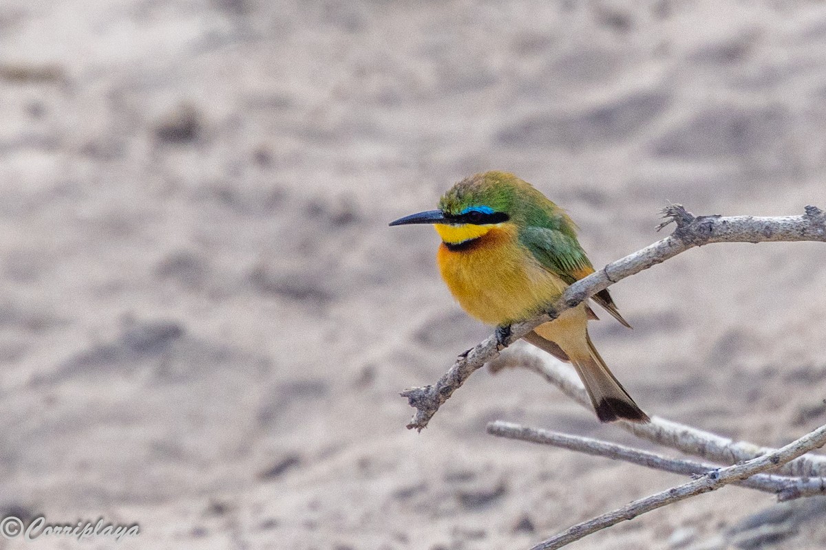 Little Bee-eater - ML647280948