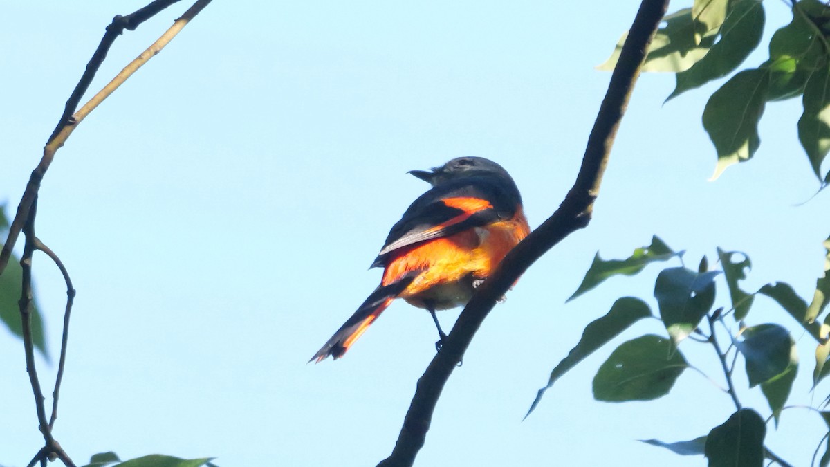 gråhakemønjefugl - ML647280949