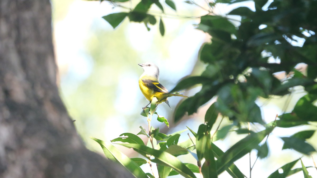 gråhakemønjefugl - ML647280950