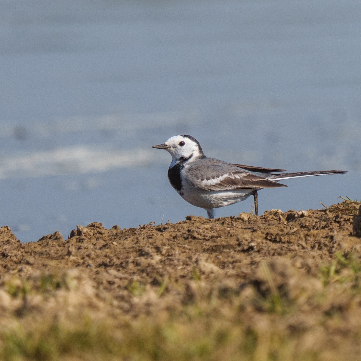 Хөх цэгцгий - ML647280962