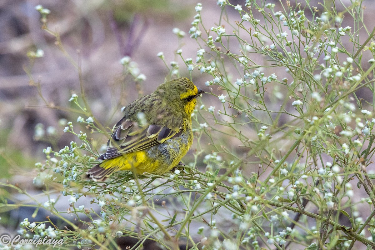 Kara Bıyıklı Sarı İskete - ML647280964