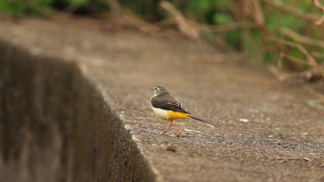 Горная трясогузка - ML647280973