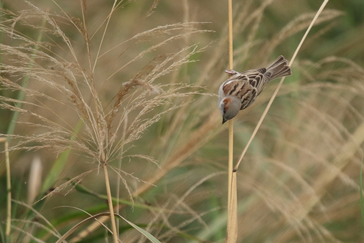 House Sparrow - ML647280977