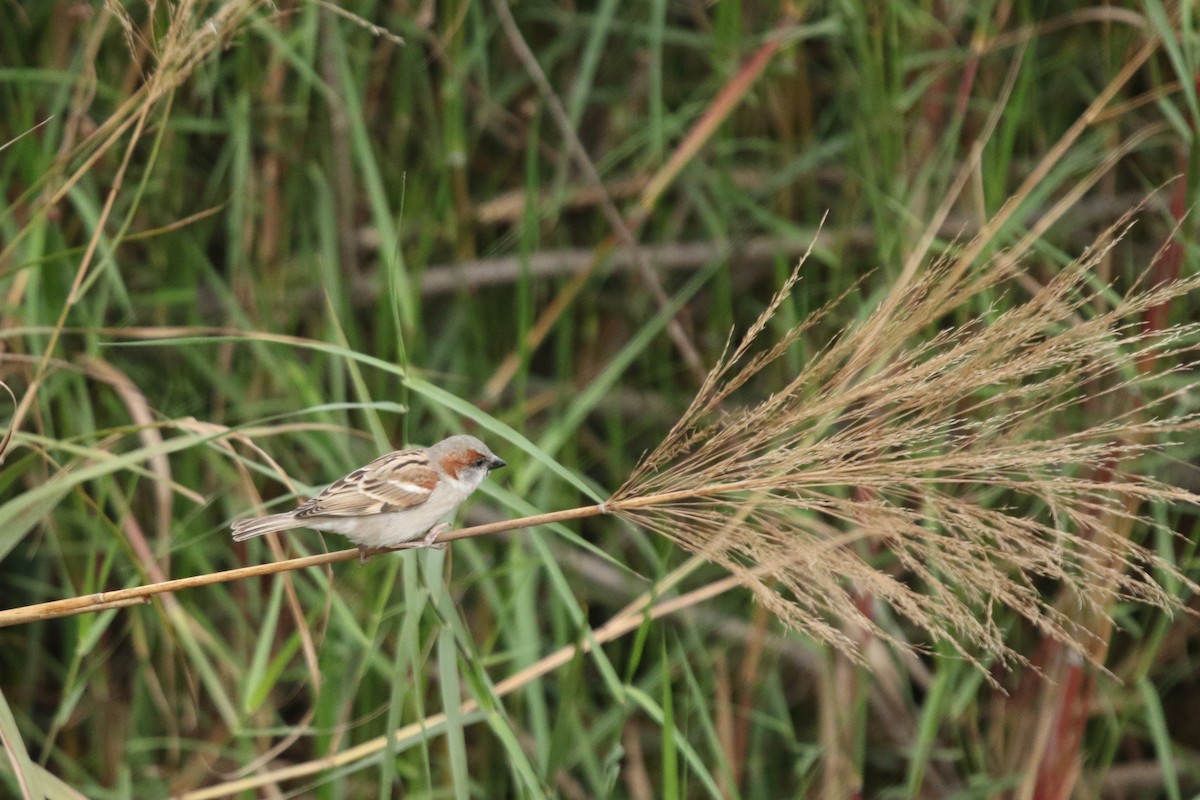 House Sparrow - ML647280978