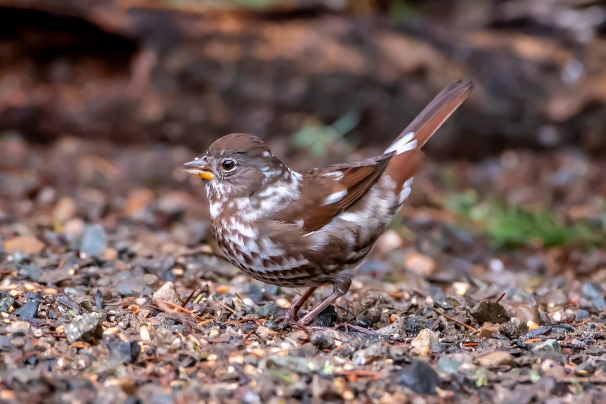 Fox Sparrow - ML647280980