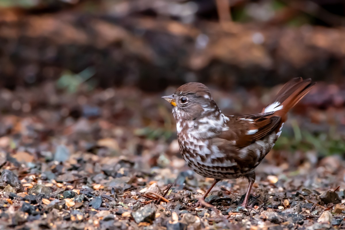Fox Sparrow - ML647280981