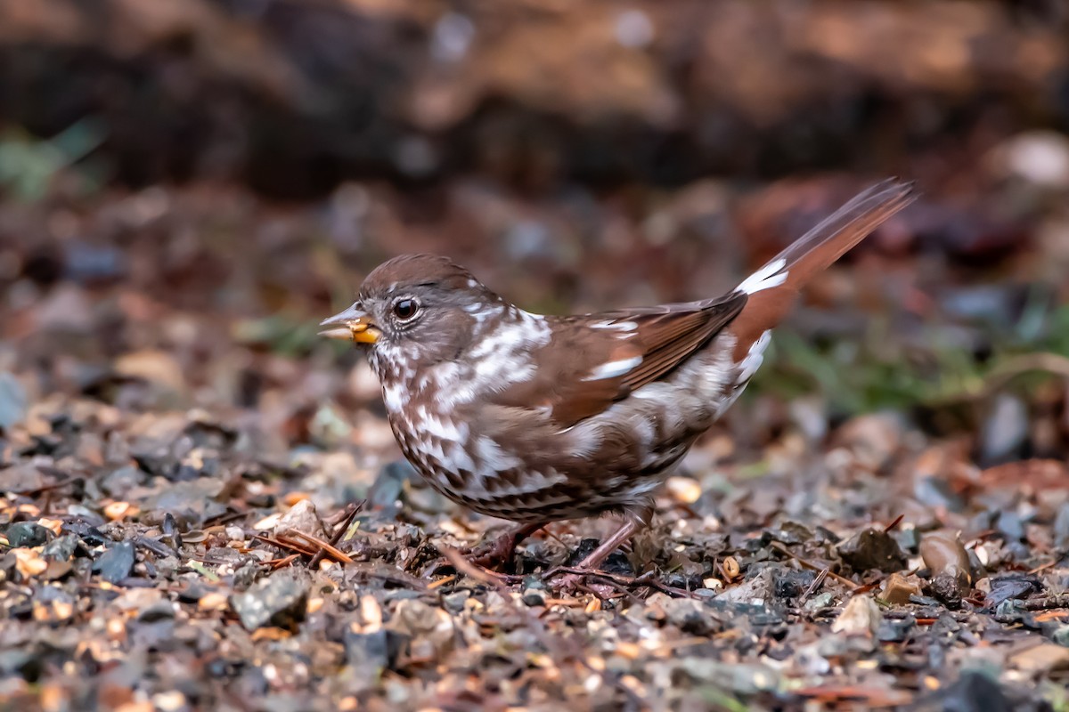 Fox Sparrow - ML647280982
