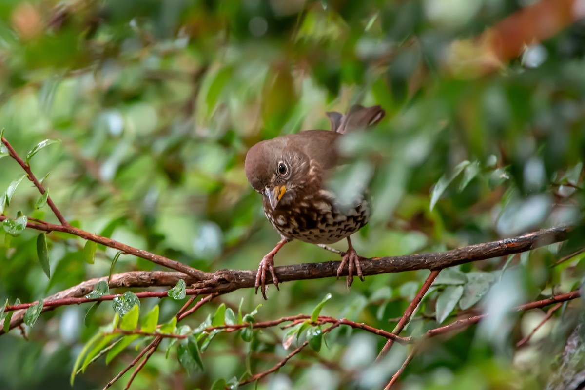 Fox Sparrow - ML647280983