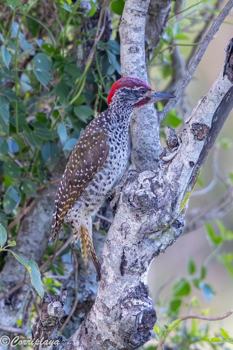 Pic de Nubie - ML647280991