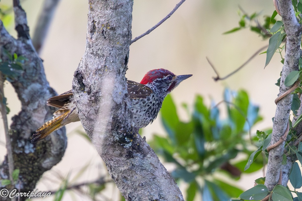 Pic de Nubie - ML647280992