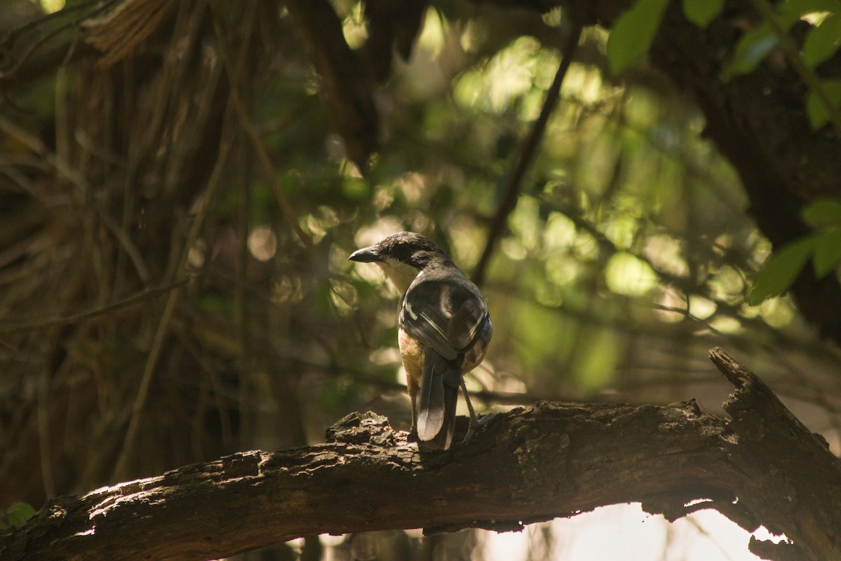 Southern Boubou - ML647280995
