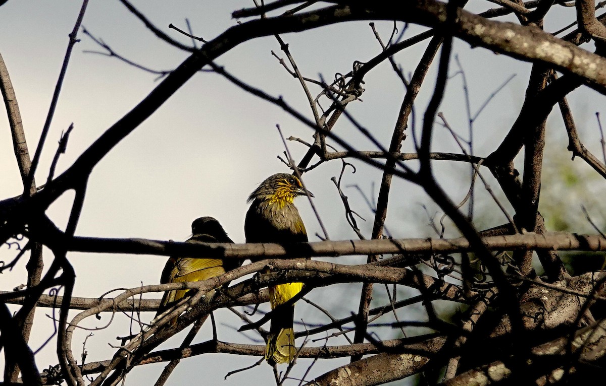 Stripe-throated Bulbul - ML647280997