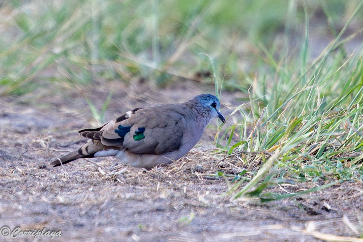 Emerald-spotted Wood-Dove - ML647280998