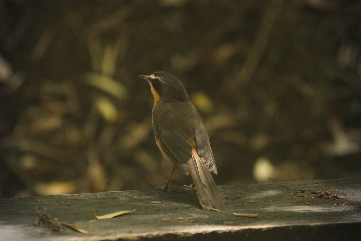 Cape Robin-Chat - ML647281001