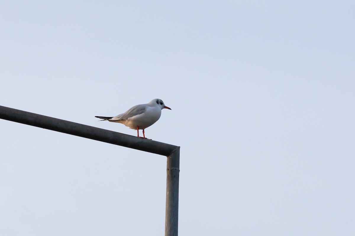 racek chechtavý - ML647281005